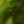 Sylvestre