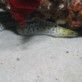 Daniel, 53 ans, Biscarrosse