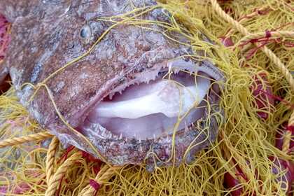 Fishing Trips Saronic 830