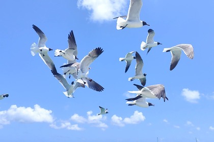Charter Catamaran LAGOON 380 Pointe-a-Pitre
