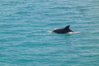 Cantiere del Pardo Grand Soleil 43