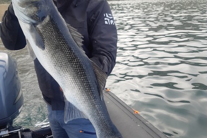 Zodiac SRMN 7,30 / Moteur 200CV