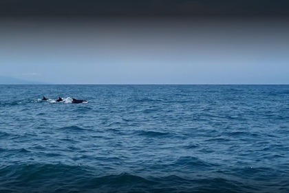 (Essence inclus) Quicksilver Activ 755 Open (Skipper non inclus)