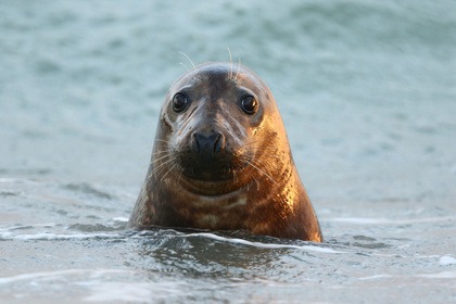 Pêche Promenade Barracuda 7