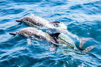 PRIVATE LUXURY CATAMARAN CRUISE TO DIA ISLAND WITH MEAL AND WATER ACTIVITIES