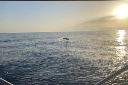 MELOMAXI 2 DUFOUR 390 GL