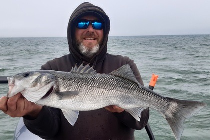 Zodiac SRMN 7,30 / Moteur 200CV