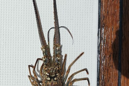 BENETEAU FIRST 45 avec Skipper