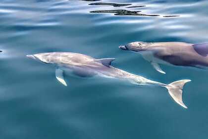 Raffaelli Ouragan 52