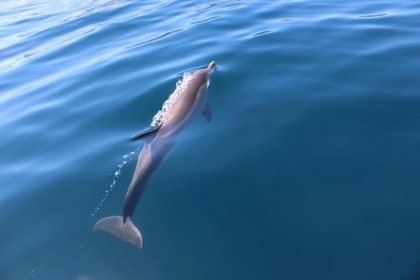 Aquabat Sport Infinity 21