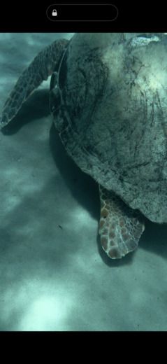 Zakynthos Motorboat Cranchi 50 Mediterranee alt tag text