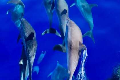 Salida en velero/curso de vela con patrón