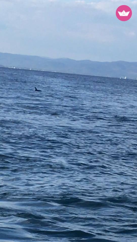 Rental motorboat in Hyères  