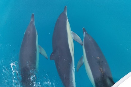 Pacific craft 6,70 open 200cv neuf