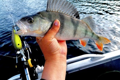 Hyra båt Motorbåt Yamarin Yamarin 50 HT Slagsta