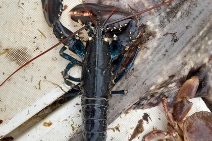 Location Bateau à moteur Beneteau Barracuda 7 Barneville-Carteret