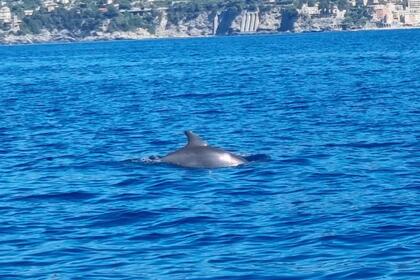 530m dinghy (rib boat) rental without a license