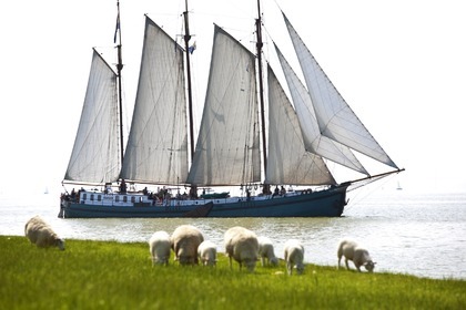 Charter Sailing yacht Custom Stevenaak Tsjerk Hiddes Harlingen