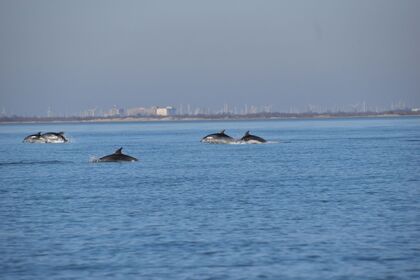 Alquiler Lancha Jeanneau merry fischer marlin 875 Port-Saint-Louis-du-Rhône