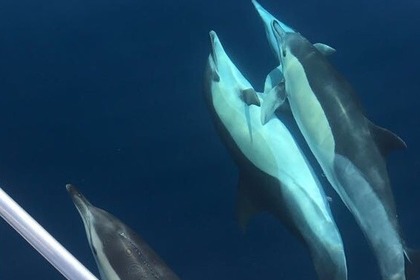 Alquiler de velero en Marbella