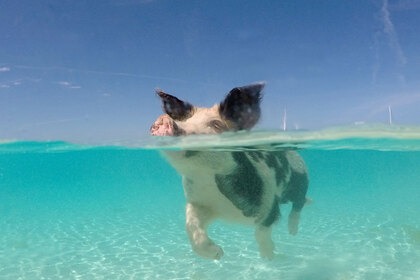 Discover the beauty of crystal clear waters and experience the magic of our paradise.