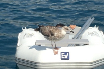 ITALY BOAT Private Boat Charter