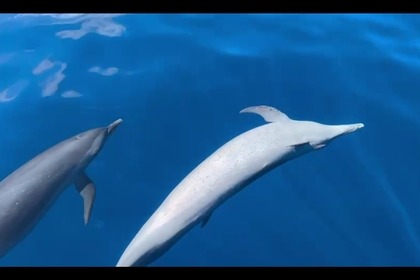 Explore the Caribbean in Style with the Lavezzi 40 Catamaran!