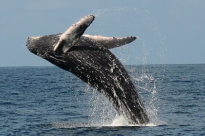Catamaran croisière et sortie