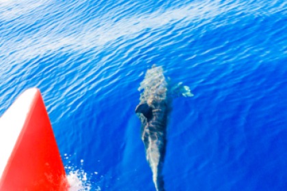 Motor catamaran Puma