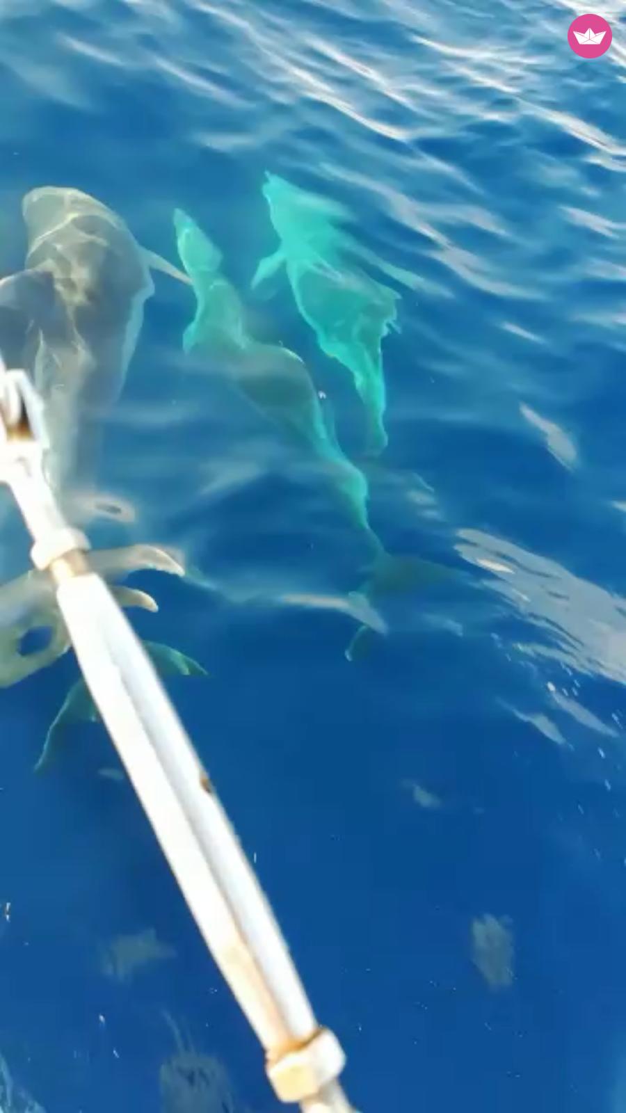 Velero Bavaria Cruiser  