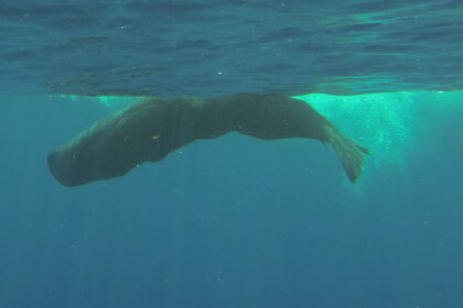 Catamaran croisière et sortie