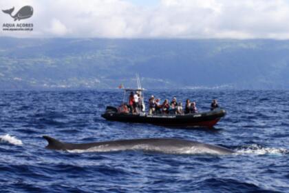 Charter RIB Zodiac Pro 850 Lajes Do Pico