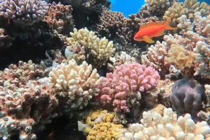 **Shared Romantic Full-Day Yacht Cruise to Ras Mohamed & White Island**