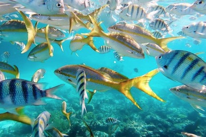 Discover the beauty of crystal clear waters and experience the magic of our paradise.