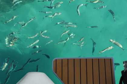 Noleggio Gommone Sacs No License No license Cagliari