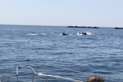 Charter Motorboat Chris Chraft Sea Hwak Cannes