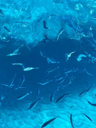 Crabonaxa RIB Bsc classic70 alt tag text