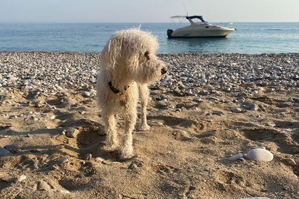 Saver 690 Cabin Sport Albatross