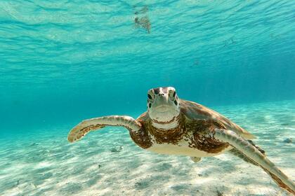 ALL INCLUSIVE day and overnight charter on [**#**]