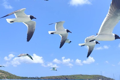 Charter Catamaran LAGOON LAGOON 380 Le Marin