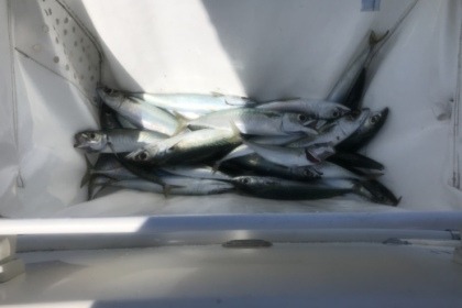 Jeanneau Merry Fisher 705 / All inclusive / Bar area