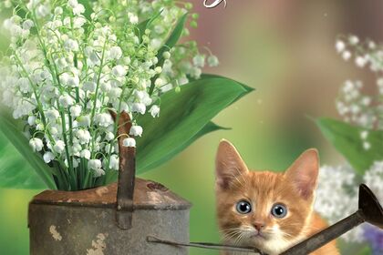 Rental Motorboat Cap camarat 5501 Murree