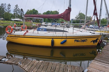 Janmor 28 sy Palomino Zalew wiślany.