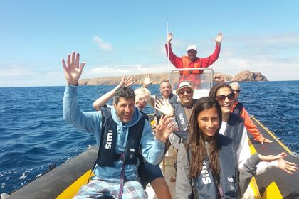 Rental RIB Bwa America 7,5 Peniche