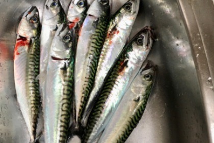 Voilier Jeanneau Gin Fizz super équipé croisière hauturière