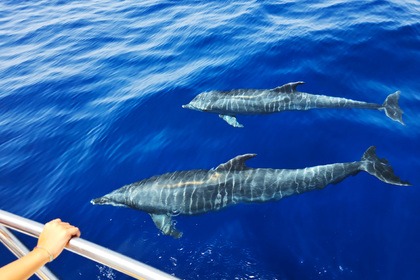 ETAP Bertram 28 Tenerife dedicated to fishing