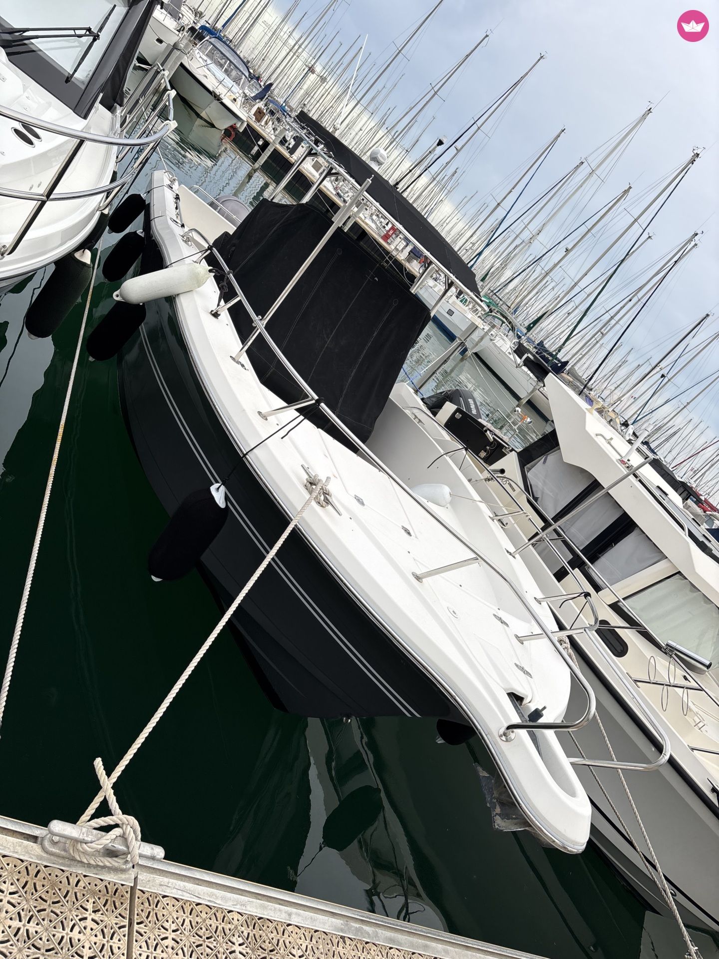Czarter White Shark 298