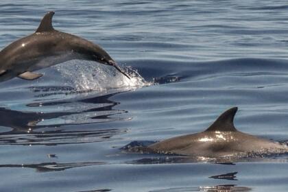 (Essence inclus) Quicksilver Activ 755 Open (Skipper non inclus)