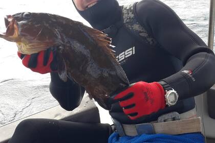 Sport Mate M open luka 17