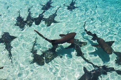 MV Lady Dot, 62ft Custom Rayburn